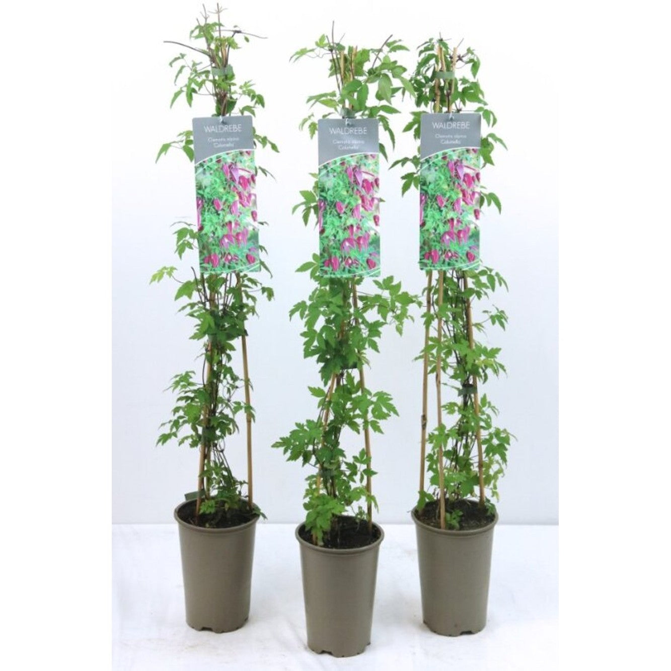 Klematis – Clematis 'Columella' - C2 60-80 CM Stick